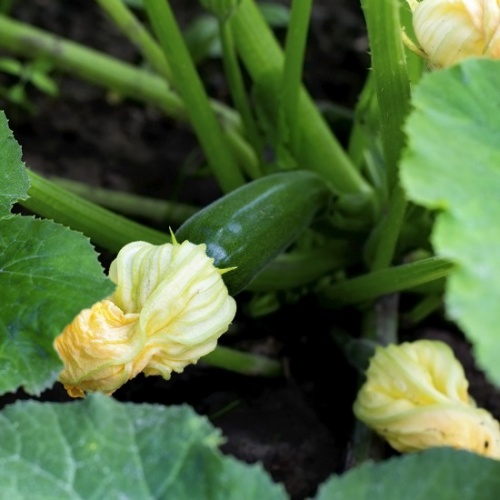 Courgette Ambassador